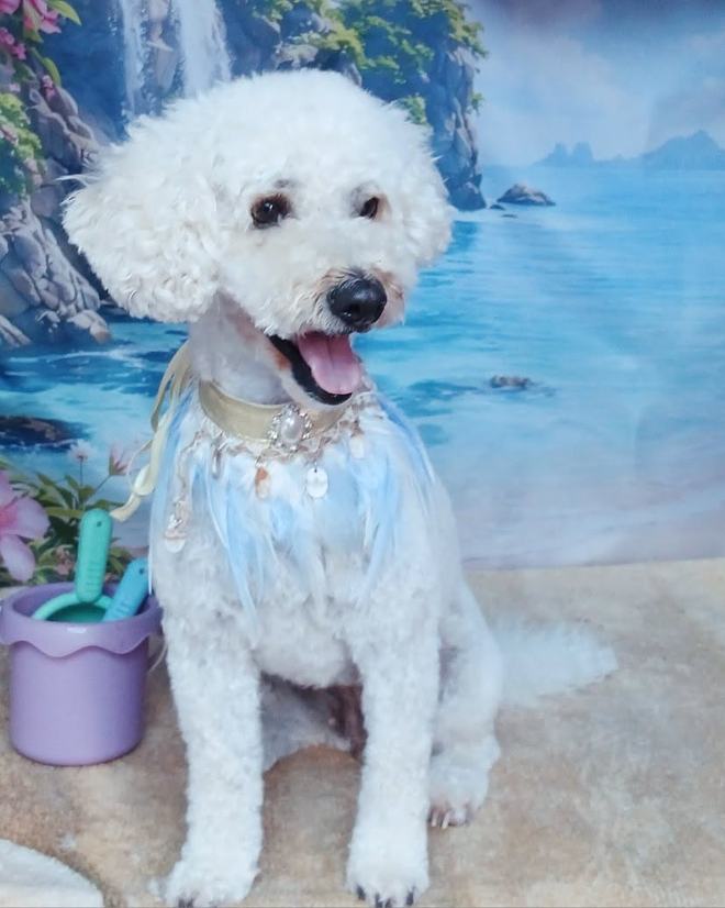 A white poodle, freshly groomed, sitting for its portrait