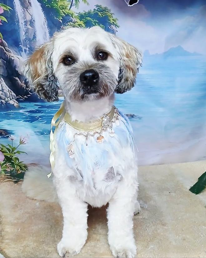 A small terrier cross with a tidy face trim