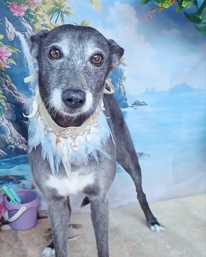 A grey lurcher standing for its portrait