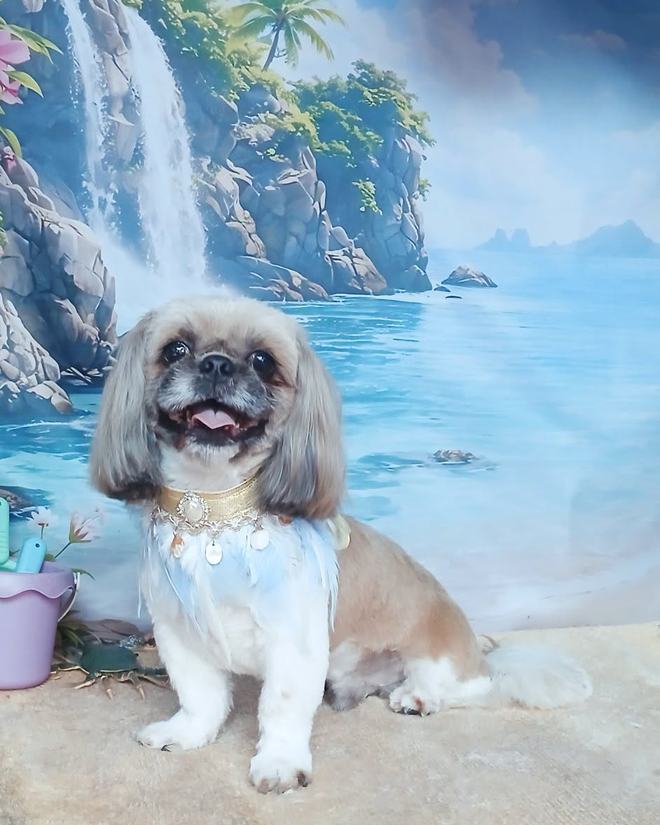 A shih tzu cross with a short summer trim