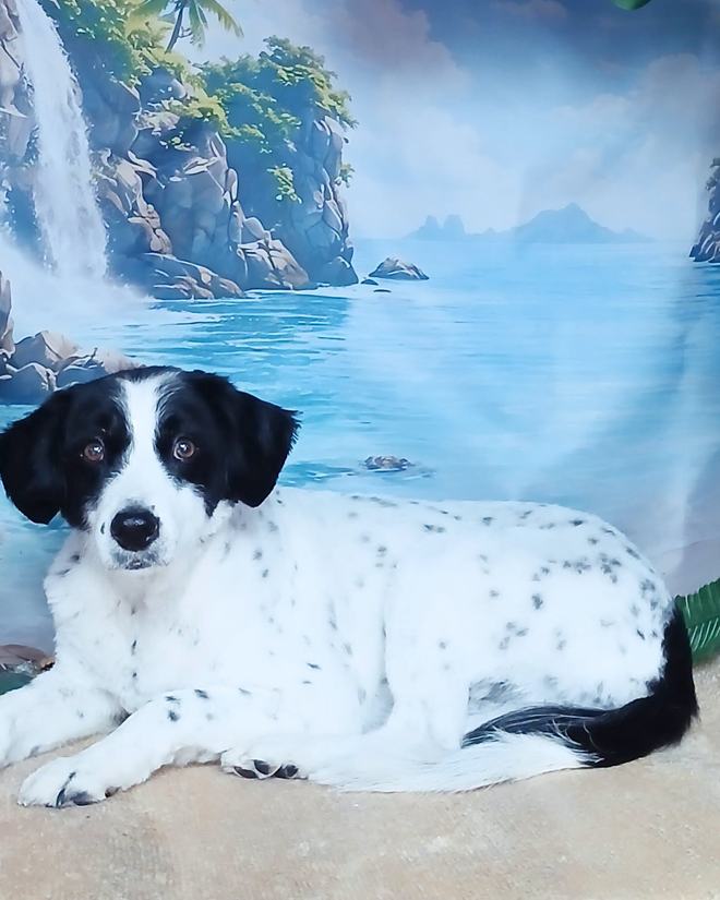 A black and white spaniel lying down after its groom