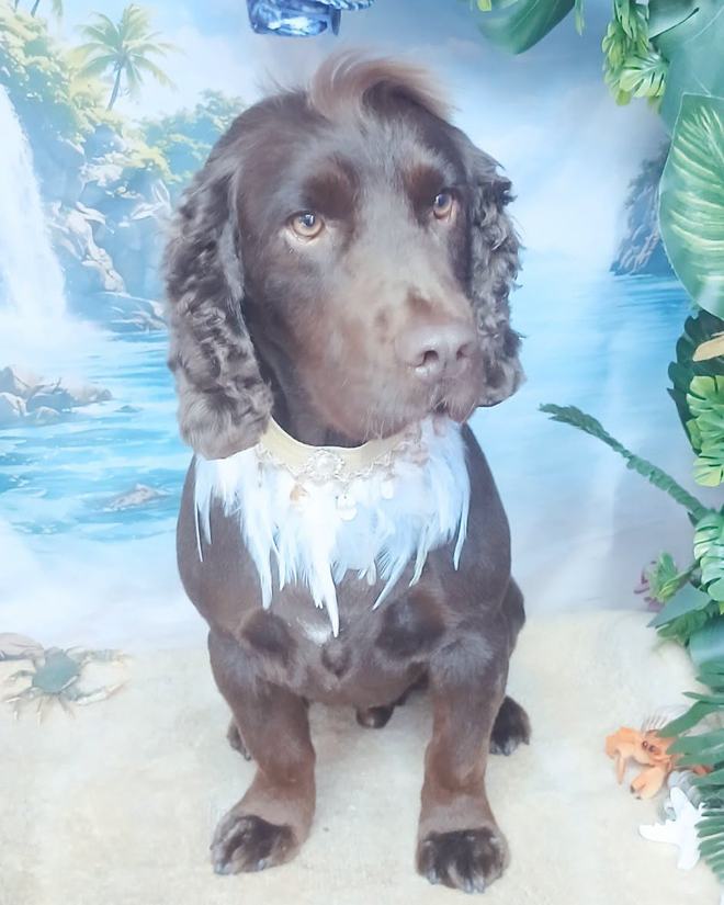 A chocolate cocker spaniel with a neatly scissored coat