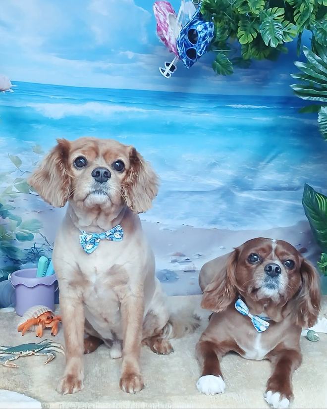 Two cavalier spaniels from the same household, groomed together