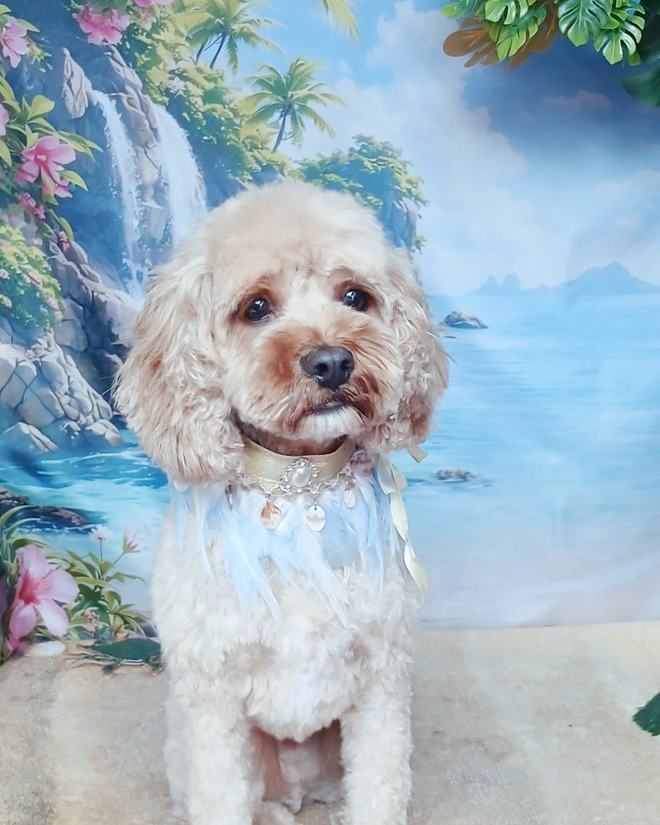 An apricot cockapoo with a rounded face trim