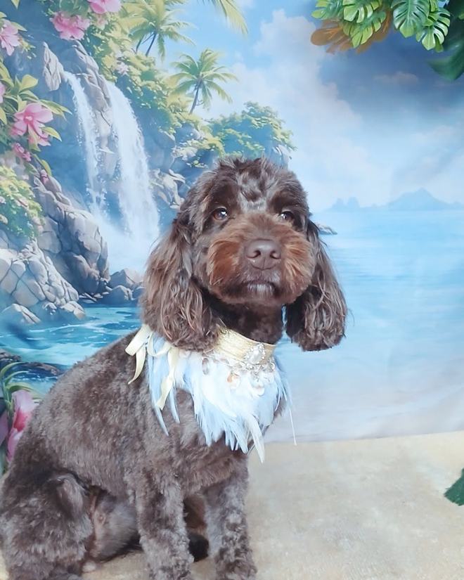 A chocolate roan cocker spaniel after a full groom