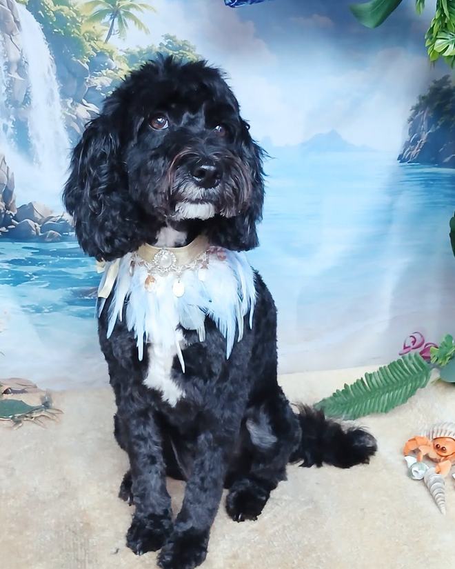 A black cockapoo sitting for its after-groom portrait