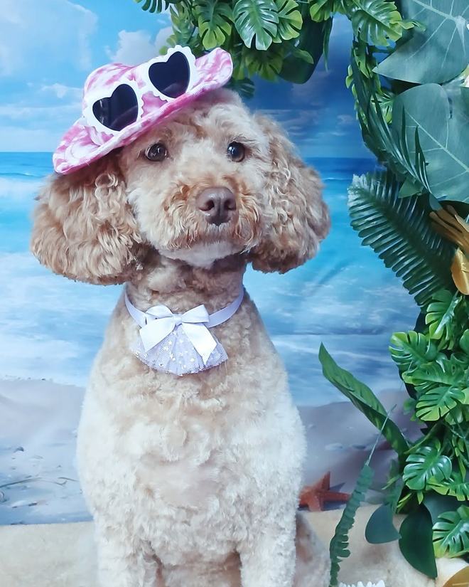 A cream poodle in a sun hat for its summer portrait