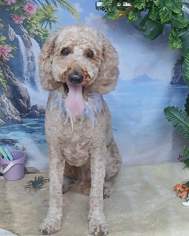 An apricot labradoodle grinning after its groom