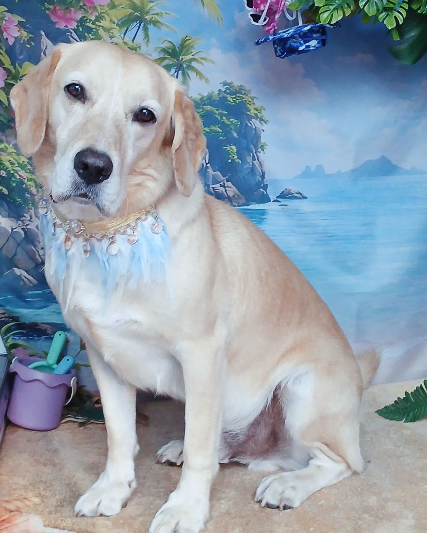 A cream Labrador sitting calmly for its after-groom portrait at Pawsome Kutz