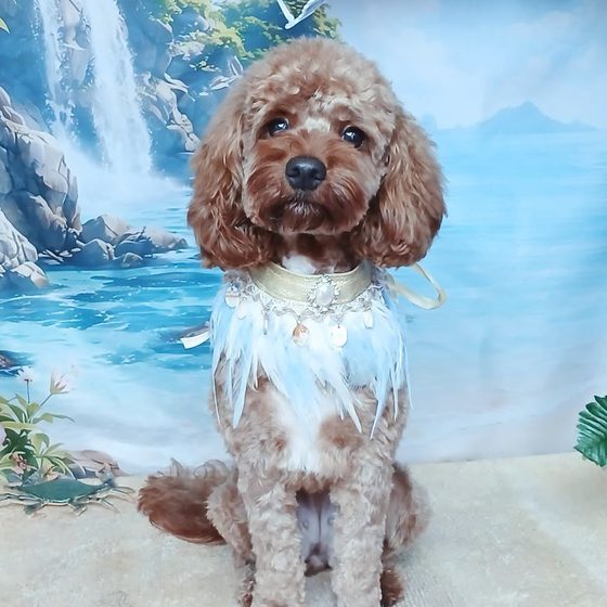 An apricot poodle freshly groomed and posing for its portrait