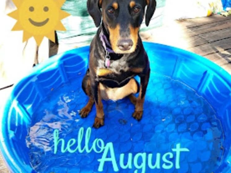 A dachshund sitting in a paddling pool for the salon's Dog Days of Summer portrait set