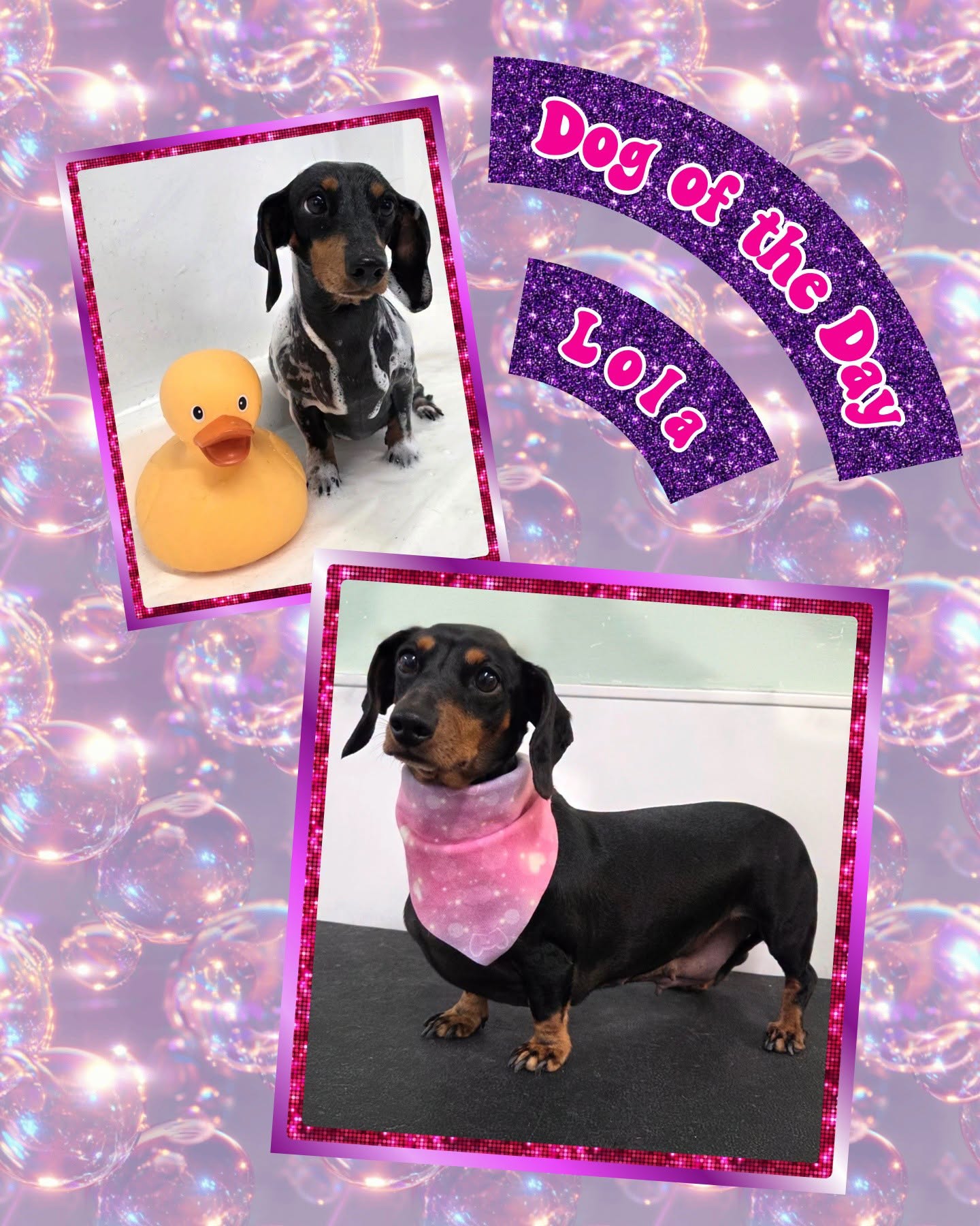Dog of the Day: Lola mid-bath with a rubber duck and shower cap