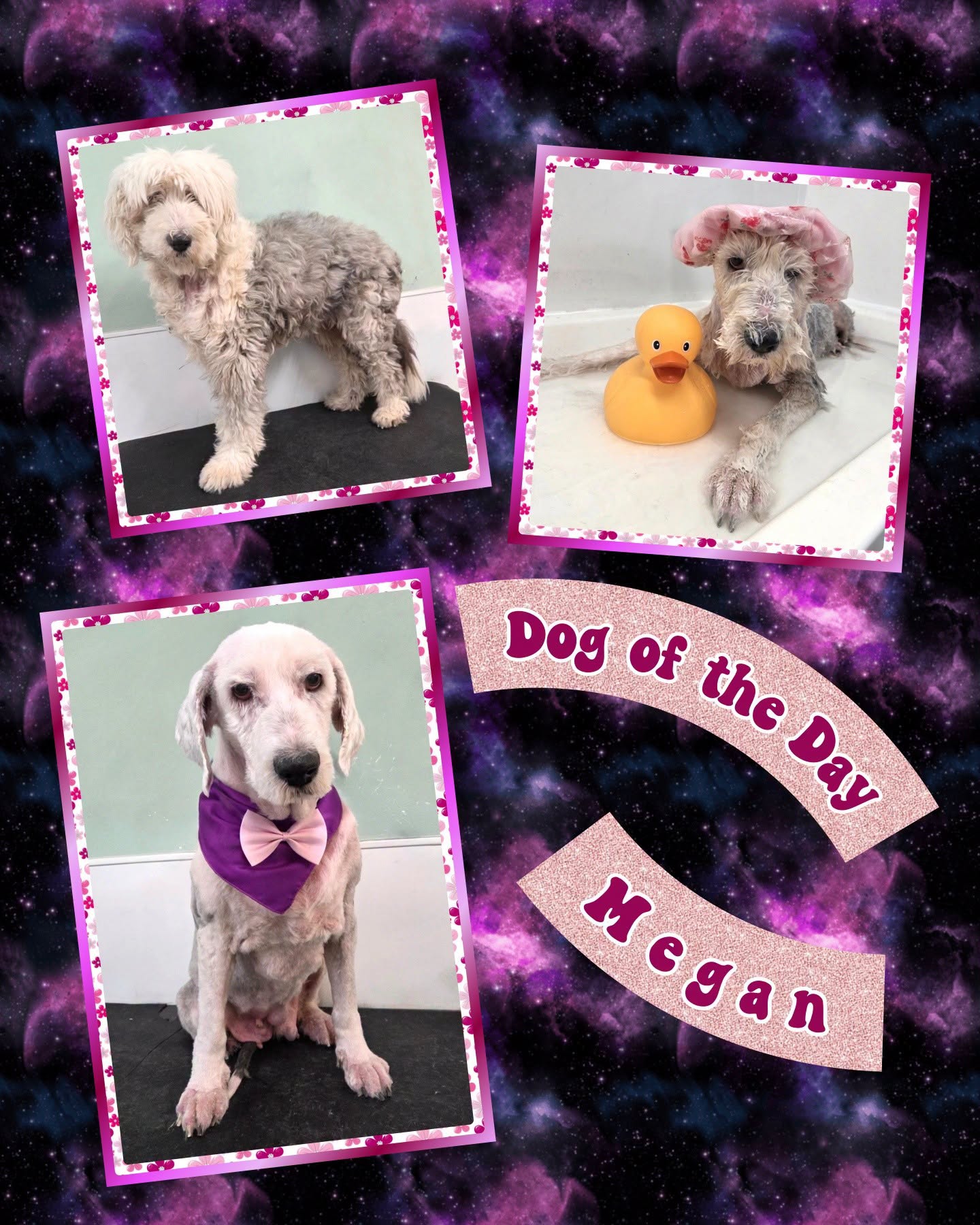 Dog of the Day: Megan the Old English Sheepdog, freshly bathed and groomed with a purple bandana