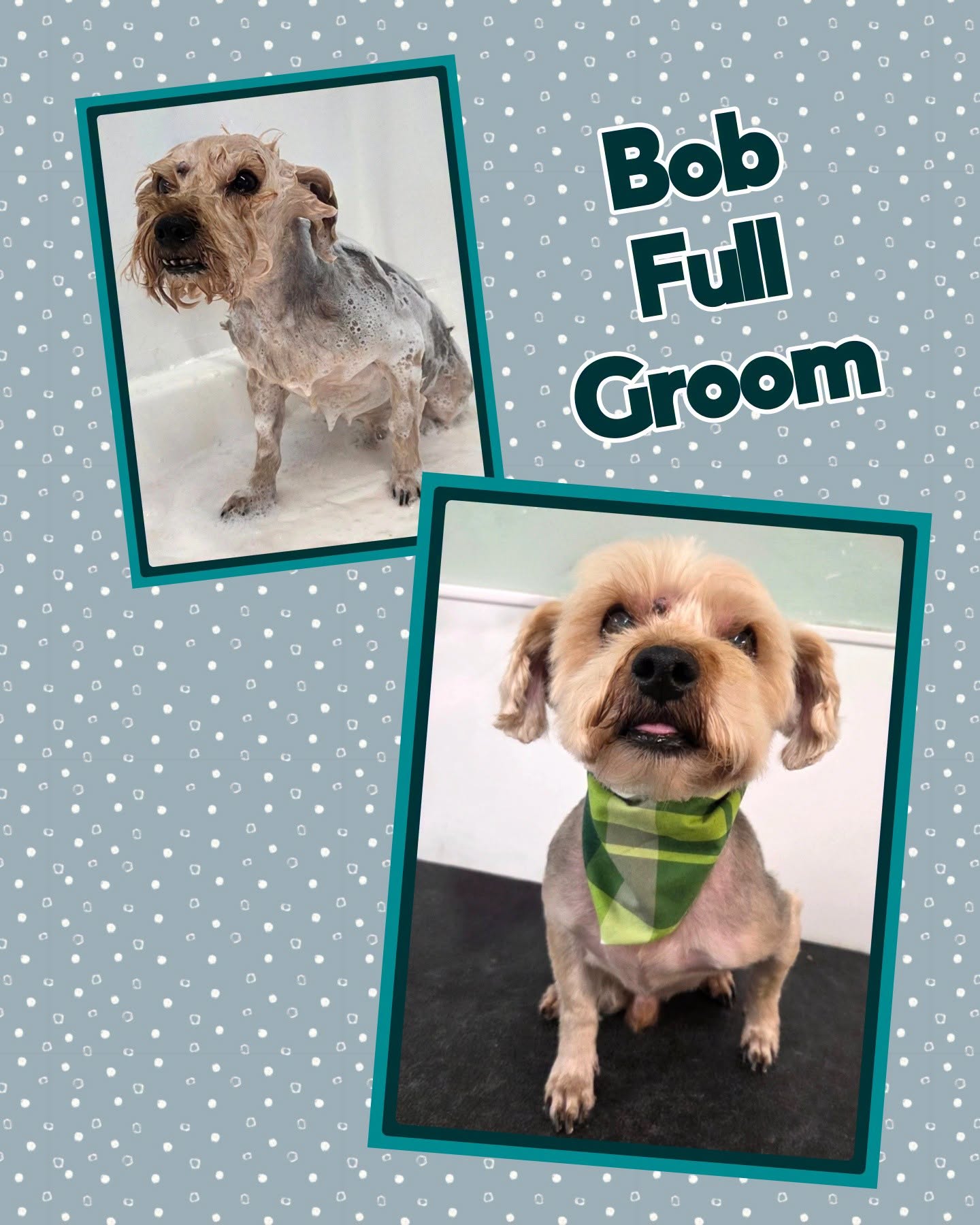 Bob after his full groom