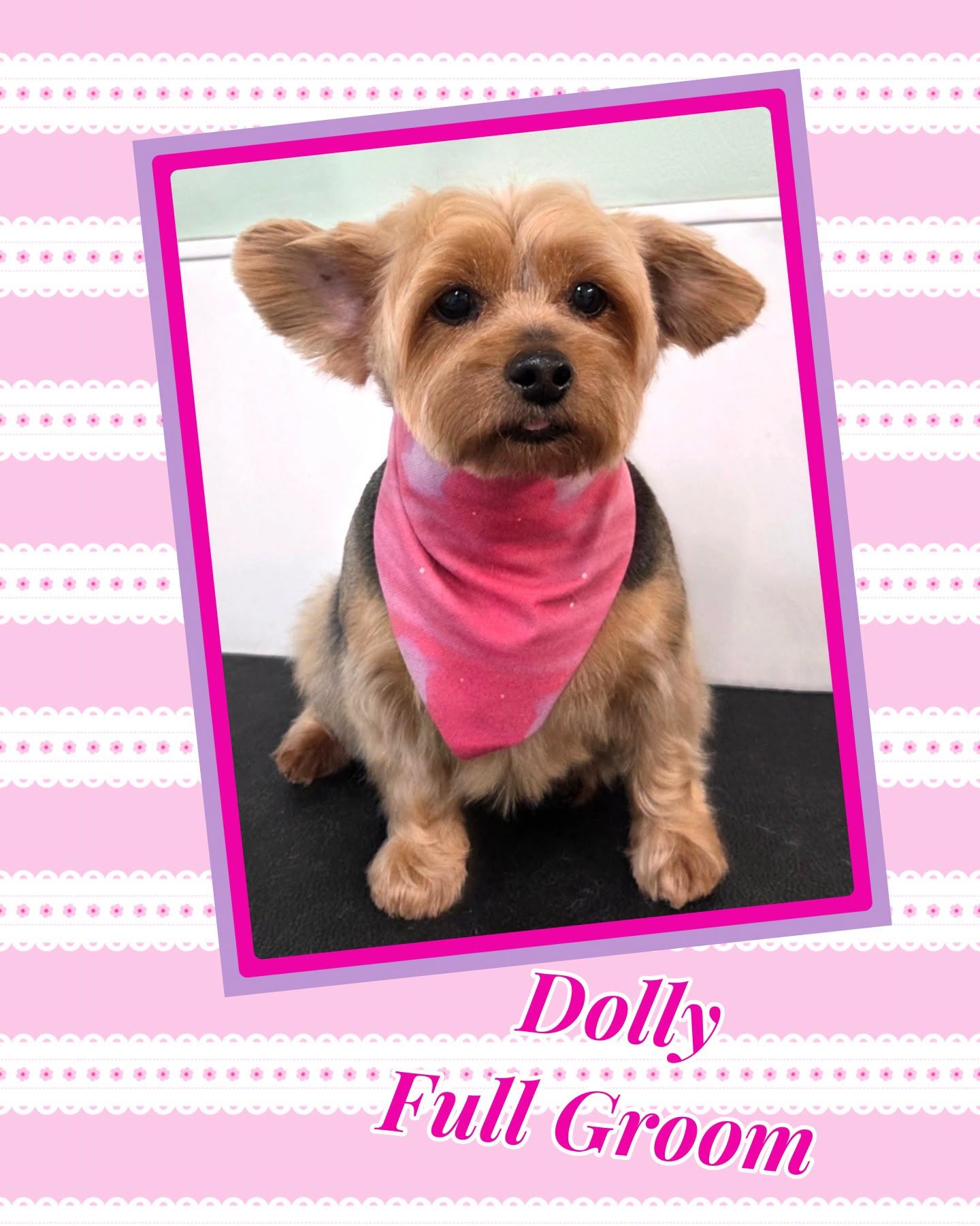 Dolly the Yorkshire terrier after her full groom, wearing a pink bandana