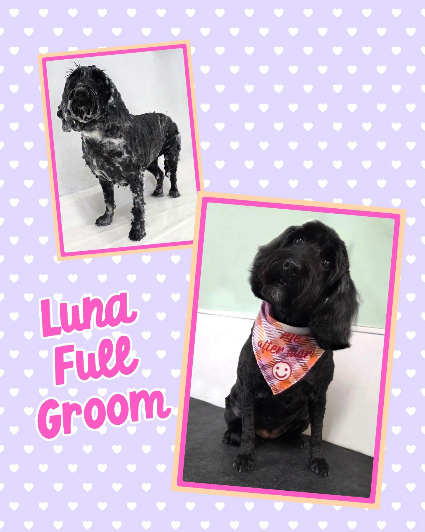Luna after her full groom, wearing a patterned bandana