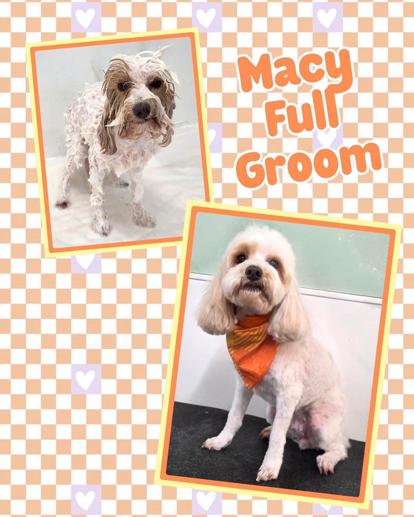 Macy the cockapoo before and after her full groom at Vanity Fur — a matted, soapy bath-time coat transformed into a soft, styled finish with an orange bandana