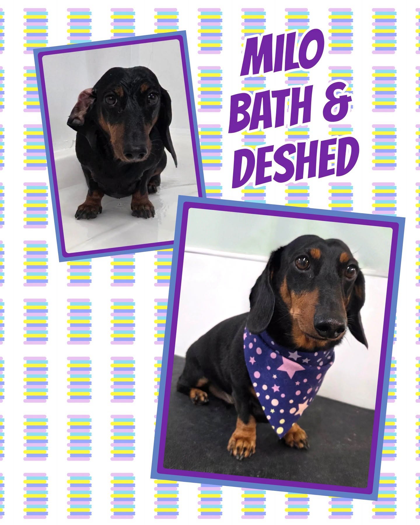 Milo the dachshund's bath and de-shed, before and after, finished with a purple starry bandana