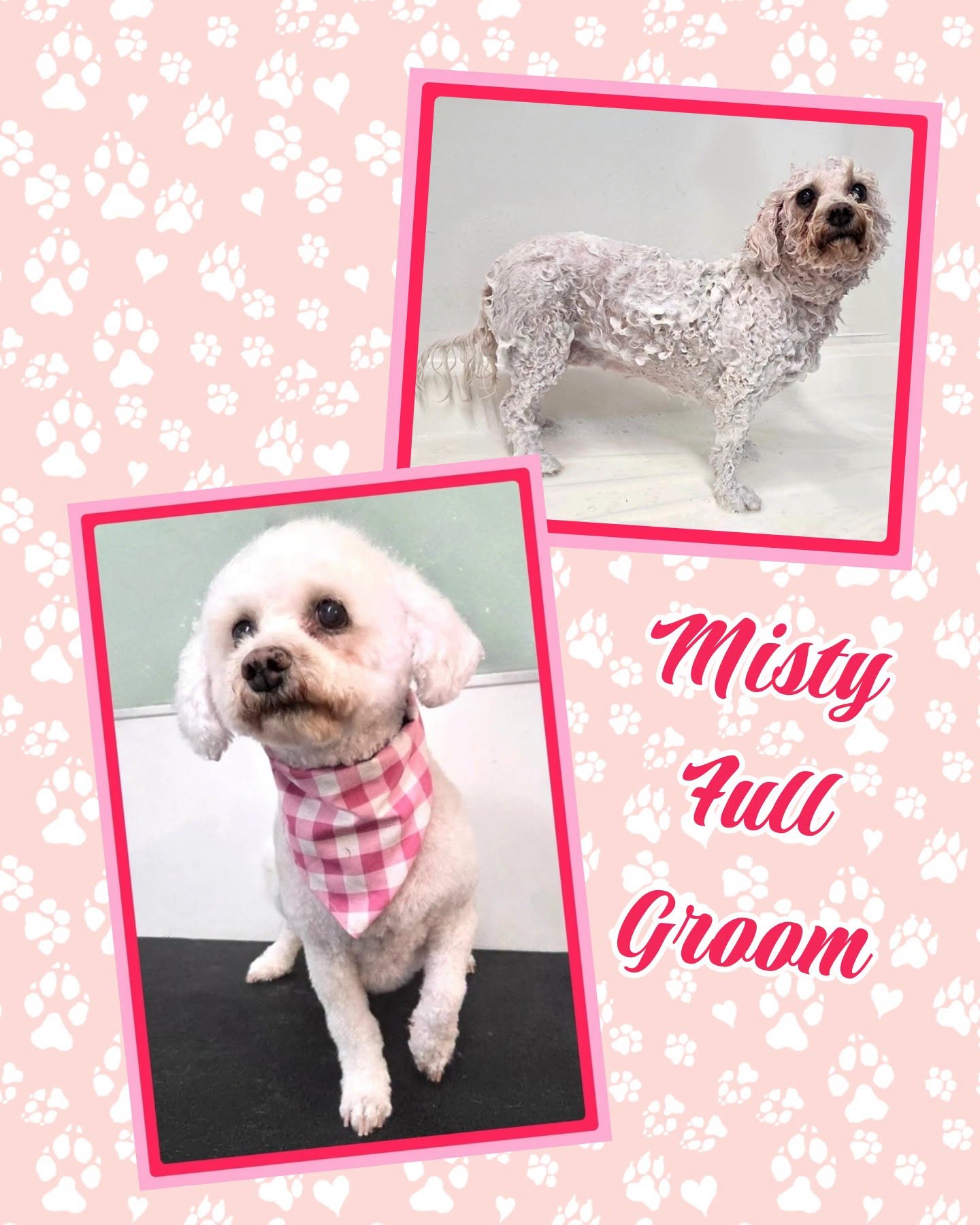 Misty after her full groom