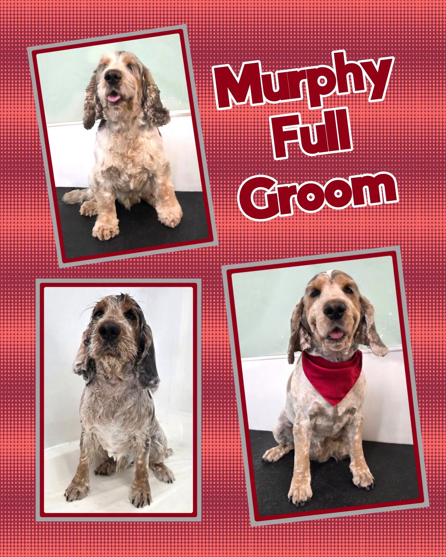 Murphy after his full groom, two photos