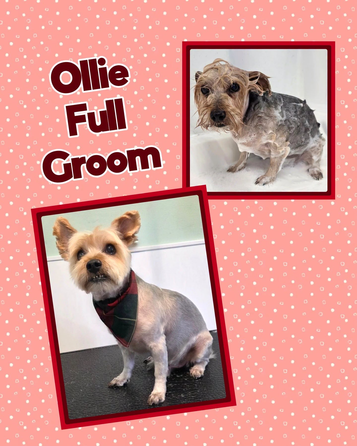 Ollie after his full groom