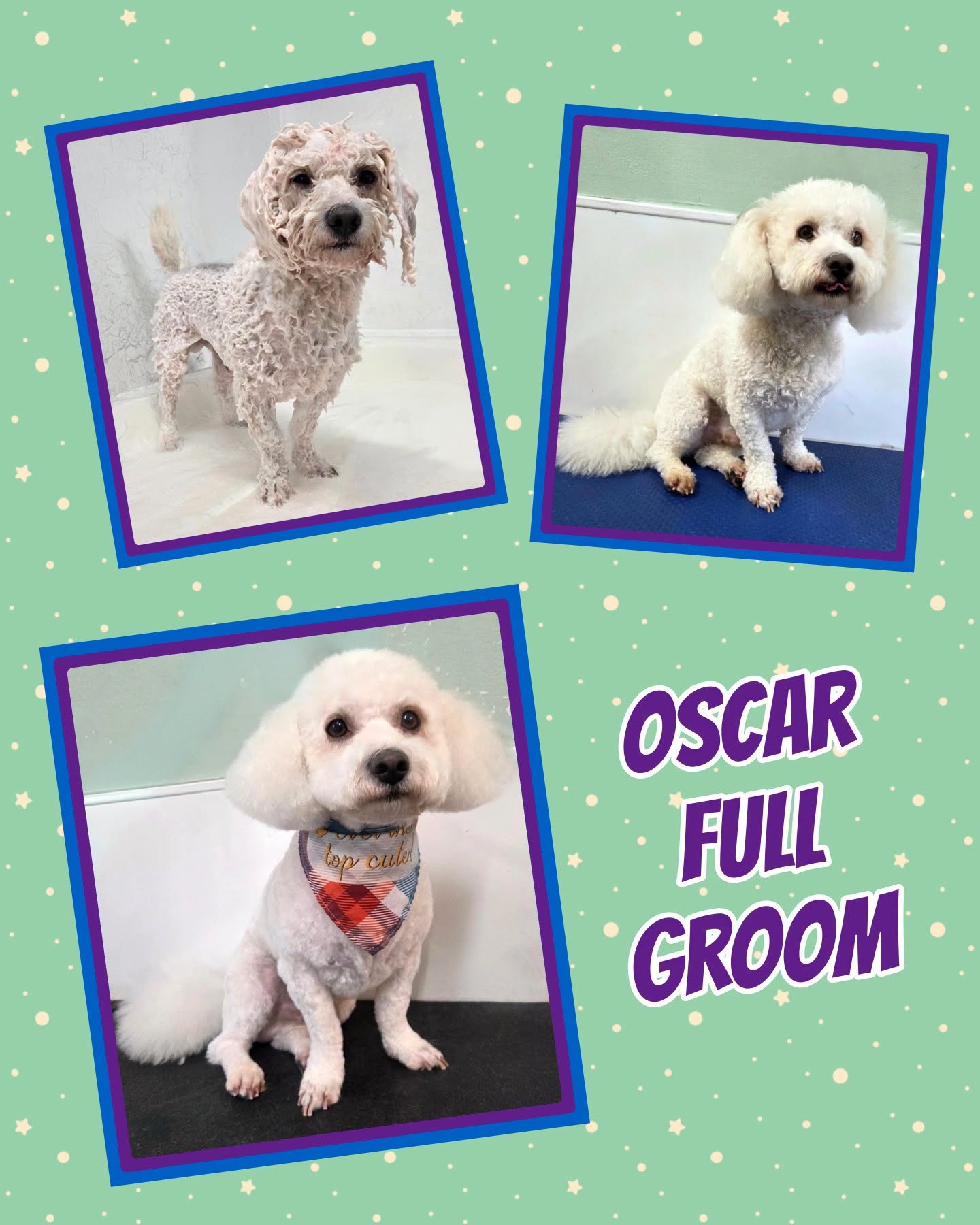 Oscar's full groom, three photos showing his bath, brush-out and finished style with a check bandana