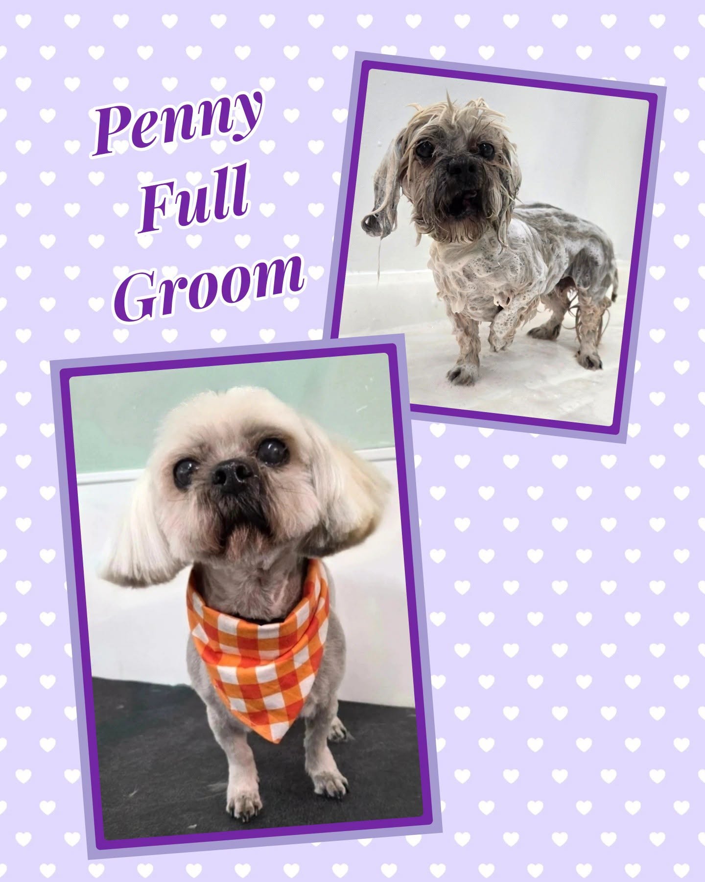 Penny after her full groom