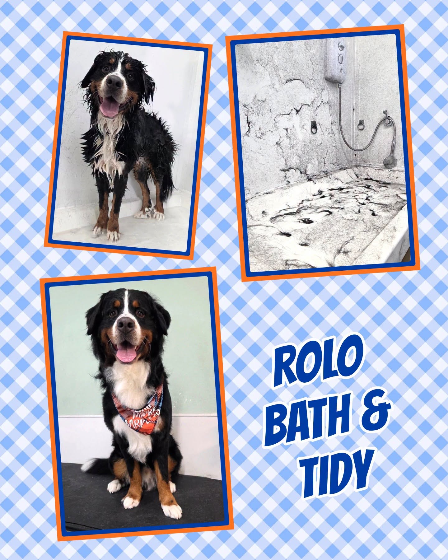 Rolo's bath and tidy, before and after, wearing a pink bandana