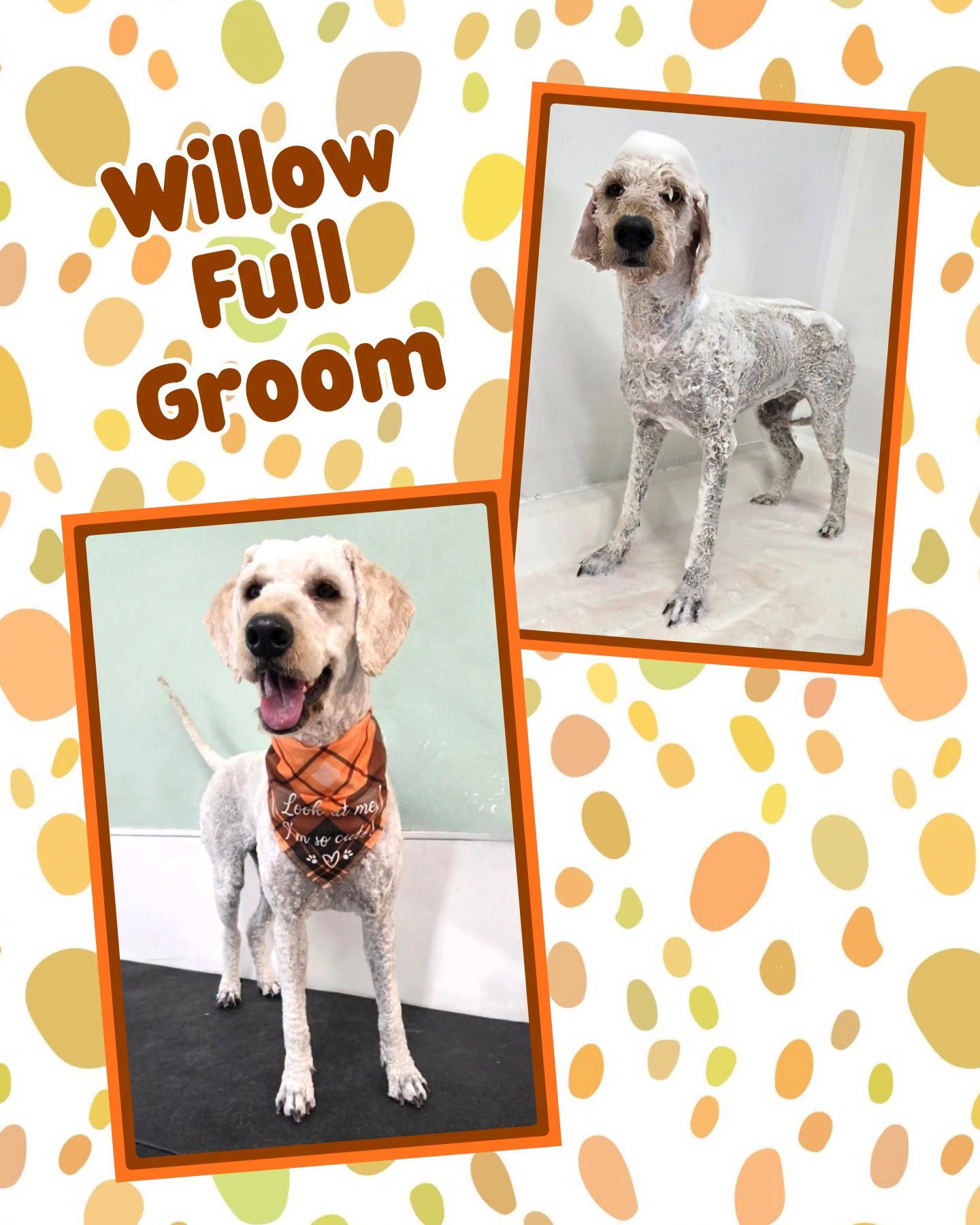 Willow after her full groom