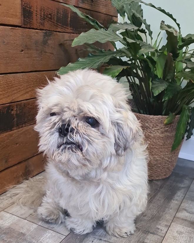 A cream shih tzu sitting neatly after a full groom
