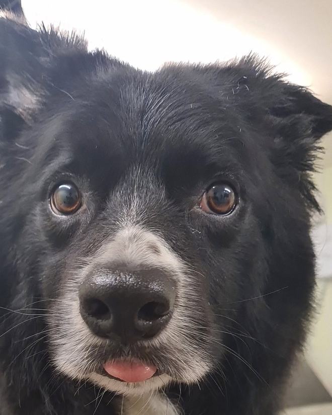 A black border collie looking straight at the camera after its groom