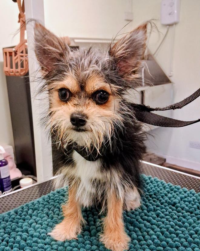 A wiry terrier cross standing on the teal grooming mat
