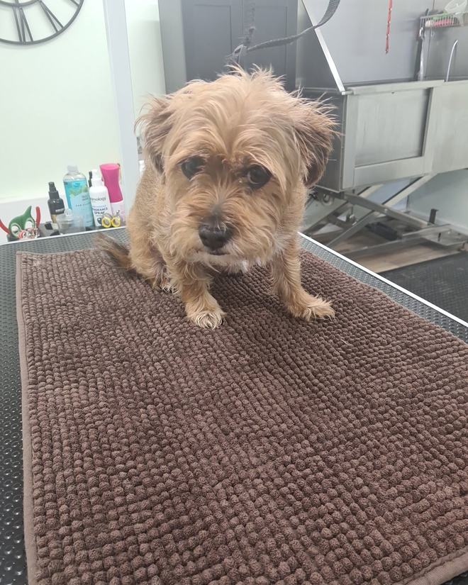 A sandy terrier sitting on the grooming table