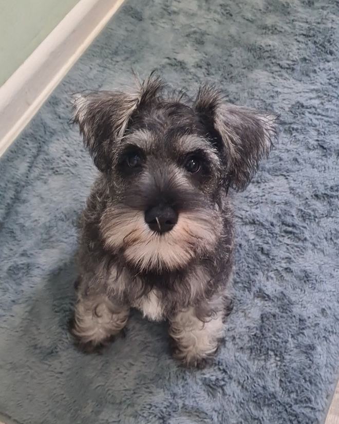 A miniature schnauzer puppy after a tidy-up