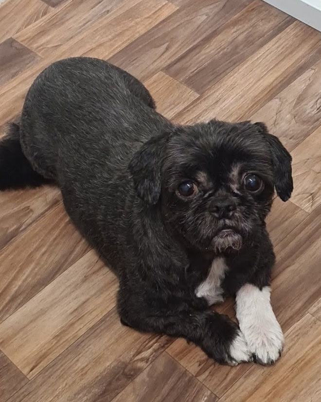 A black shih tzu resting on the salon floor after its groom