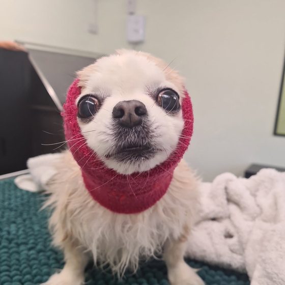 A cream chihuahua in a burgundy snood after its groom