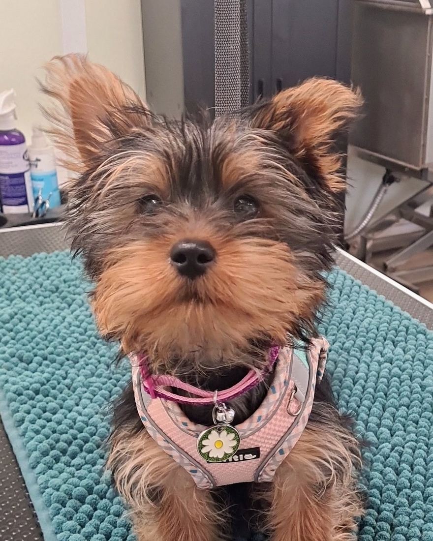 A Yorkshire terrier in a pink harness sitting on the teal grooming mat at Wag & Bone