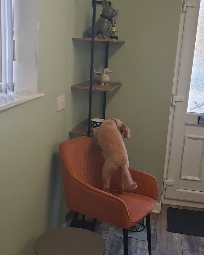 A small dog sitting up on the terracotta armchair in the salon